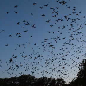 Image for Bat Walk