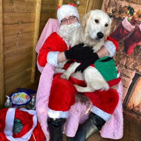 Image for Head High Dog Grotto