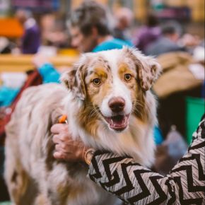 Image for Derby Dog Show