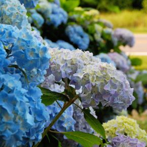 Image for Hydrangea Derby Open Day